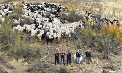 Kaybolan 544 küçükbaş dron destekli aramada bulundu