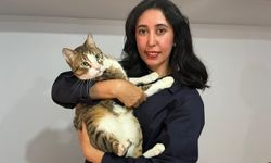 Tunus dönüşü uçakta kaybolan kedi için suç duyurusu