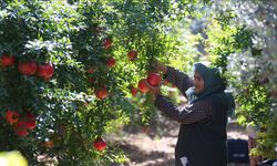 Antalya nar üretiminde ve ihracatında ilk sırada