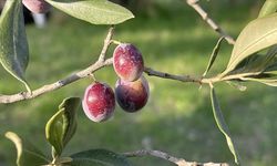 Türkiye'de 2 milyon 450 bin ton zeytin rekoltesi bekleniyor