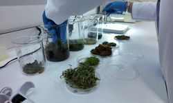 Tardigratlar İnsanlığın Geleceğine İlham Veriyor