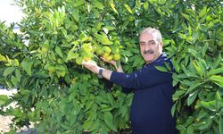 10 ayda 375 milyon dolarlık mandalina ihraç edildi