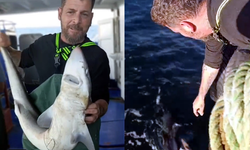 Balıkçı, ağına takılan camgöz köpek balığını yeniden suya bıraktı
