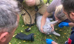 Villadaki yangında mahsur kalan kediyi itfaiye kurtardı
