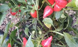 Mamak’ta ata tohumu çalışmaları sürüyor