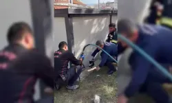 Osmaniye’de konteyner altında mahsur kalan yavru kedi kurtarıldı