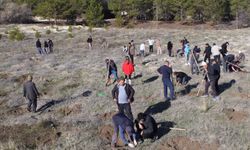 Beypazarı'nda hatıra ormanına fidan dikildi