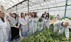 Çubuk'ta domates üreticilerine sertifika verildi