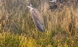 Ankara'da bitkin bulunan gri balıkçıl bakıma alındı