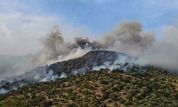 Aydın'da orman yangını