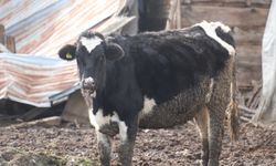 Bolu’da 18 köy ve 4 mahallede şap karantinası