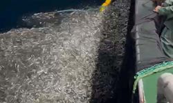 Çanakkale'de balıkçılar, avladıkları yüzlerce kasa yavru balığı denize bıraktı