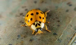 Uğur böcekleri “iyi şans” getirir mi yoksa ısırır mı?