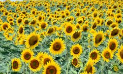 Edirne'de kuraklık nedeniyle üretici ayçiçeğinden uzaklaşıp, buğday ekimine yöneldi