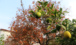 86 yaşında, arazisinde 54 farklı organik meyve yetiştiriyor