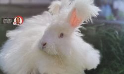 Ankara Tavşanı Çin’de 30 milyon adet, Ankara’da varlığı belli değil