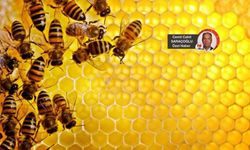 Ankara balı Sultan Mehmed’in kiler defterine girmişti