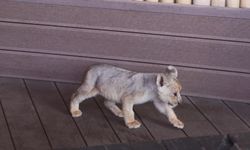 Tuzla'da denetimde ele geçirilen yavru aslana 'Hugo' adı verildi: 'Artık vatanı burası'