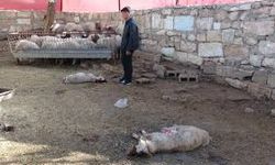 Köye inen kurt, ağıldaki 5 koyuna saldırdı; 3'ü öldü