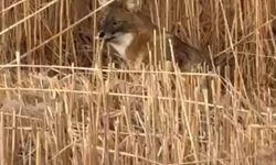 Sultan Sazlığı Milli Parkı’nda çakal görüntülendi