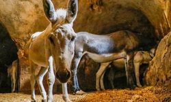 Mardin’de çöp taşıyan kadrolu eşeklerin yerine kullanılacak paletli aracın saha testi tamamlandı