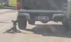 Milas'ta kamyonete bağlanarak sürüklenen köpek öldü; 2 gözaltı