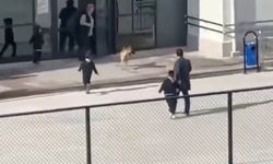 Okul bahçesine girip, öğrencilere doğru koşan köpek tedirginliğe neden oldu