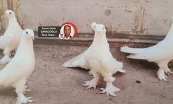 Barışın, kardeşliğin, özgürlüğün, sembolü güvercin Ankara’da başka seviliyor