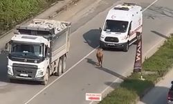 Rize’de kaçan inek sürücülere zor anlar yaşattı
