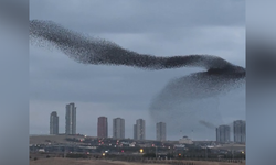 Ankara'da sığırcıkların gökyüzündeki dansı kamerada