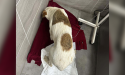 Bodrum'da bir yavru köpeği öldürüp, diğerini yaralayan şüpheli tutuklandı