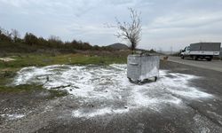 Samsun'da ölü bulunan 9 köpekten alınan doku örnekleri teste gönderildi