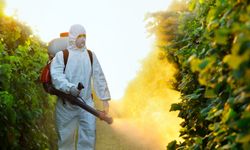 “Korsan ilaçlamaya karşı yaptırım şart”