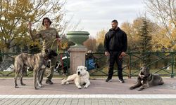 Türk çoban köpeklerini dünyaya tanıtıyor