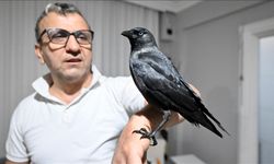 Sahiplendiği karga "Kömür" en yakın dostu oldu
