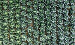 Bafra Ovası'nda sebze tarla günü etkinliği yapıldı