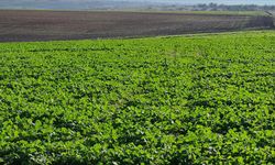 Edirne'de son dönemdeki yağışlar kanola üreticisini sevindirdi