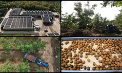 Kırklareli'nde kıraç alanda ceviz üretimine başlayan işletme elektriğini güneşten karşılıyor