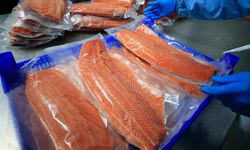 Doğu Karadeniz'in 10 aylık Türk somonu ihracatı 152 milyon doları aştı