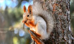 Kars'ta kızıl sincaplar kış uykusu hazırlıklarına başladı