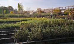 Milli Ağaçlandırma Günü için hedef 15 milyon fidanın sahiplenilmesi