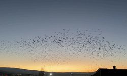 Ardahan'da kuşların gökyüzündeki dansı görüntülendi