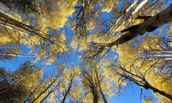 Kars'ta sonbaharın son güzellikleri yaşanıyor