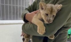 Yasa dışı yolla getirilen Afrika aslanı yavrusuna el konuldu