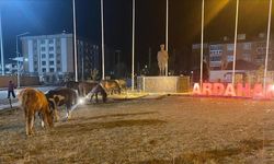 Ardahan'da yılkı atları yiyecek için kent merkezine indi