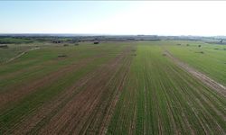 Yedi yılda 48,8 milyon metrekare arazi tıbbi ve aromatik bitki yetiştirilmek üzere kiralandı