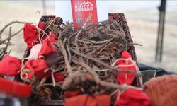 "Efsane renk" Edirne kırmızısının kullanım alanları genişliyor