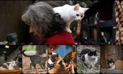 Yeni bulgular, kedilerin insanlarla ilişkisinin sanılandan daha geç başladığına işaret ediyor