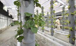 Topraksız dikey tarım uygulamaları enerjide tasarruf ve yüksek verimlilikle geleceğe umut oluyor