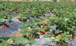 Organik tarım üretimi 1,3 milyon tonu aştı